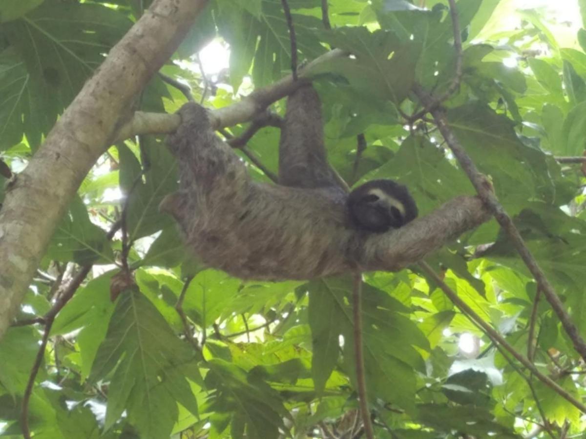 Hotel El Colibri Rojo - Cabinas - Le Colibri Rouge Cahuita Zewnętrze zdjęcie