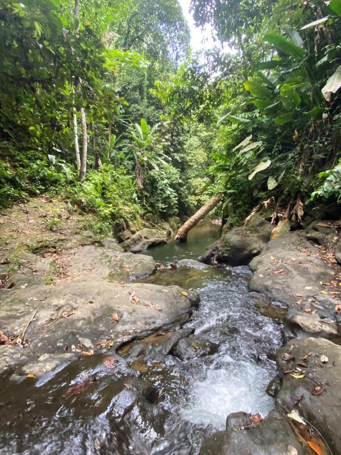 Hotel El Colibri Rojo - Cabinas - Le Colibri Rouge Cahuita Zewnętrze zdjęcie