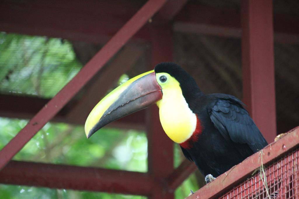 Hotel El Colibri Rojo - Cabinas - Le Colibri Rouge Cahuita Zewnętrze zdjęcie